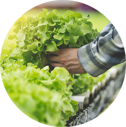 Fresh lettuce and greens Farm