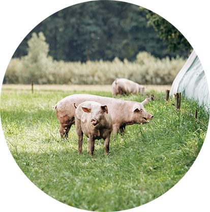 Fresh pork from Uncle John's Pride