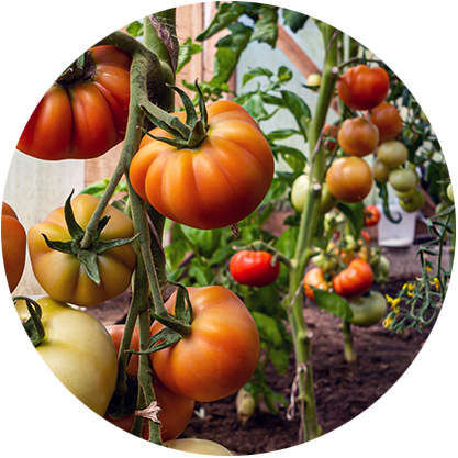 Fresh vegetables from J&J Produce