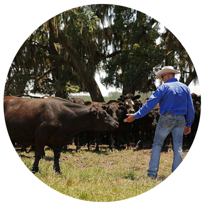 Fresh beef from Quincey Cattle